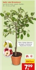 Apfelbaum im aktuellen Netto Marken-Discount Prospekt für 7,99 €