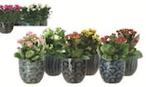 Mixte plantes fleuries en promo chez Super U Toulon à 6,99 €