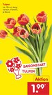 Tulpen Angebote bei Netto Marken-Discount Offenbach für 1,99 €