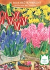 Balkonblütenpracht im Angebot bei Thomas Philipps in Stralsund Balkonblütenpracht Angebote bei Thomas Philipps Stralsund für 3,99 €