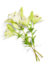 Lilien Angebote bei Kaufland Hameln für 2,99 €