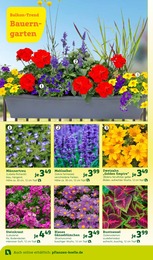 Blumen im Pflanzen Kölle Prospekt "Holen Sie sich den Frühling in Haus und Garten!" auf Seite 2