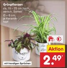 Aktuelles Grünpflanzen Angebot bei Netto Marken-Discount in Hannover ab 2,49 €