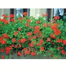 Plants de Géranium Lierre Simple à 6,49 € dans le catalogue Super U