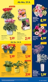Blumenzwiebeln im Lidl Prospekt in Hürth Aktueller Lidl Prospekt mit Blumenzwiebeln, "LIDL LOHNT SICH", Seite 25