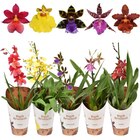 Orchidée en promo chez Carrefour Orchidée dans le catalogue Carrefour