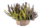 Bruyère Calluna en coupe - Lidl à Vitry-sur-Seine Bruyère Calluna en coupe en promo chez Lidl Vitry-sur-Seine à 6,49 €
