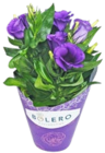 Kalanchoe im Kaufland Prospekt Kalanchoe von im aktuellen Kaufland Prospekt fĂŒr 1,99 âŹ