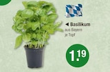 Basilikum im V-Markt Prospekt Basilikum von im aktuellen V-Markt Prospekt für 1,19 €
