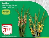 Gladiolen im Angebot bei GLOBUS in Weimar Gladiolen Angebote bei GLOBUS Weimar für 3,99 €