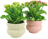 Aktuelles Queen of Flowers Angebot bei REWE in Nürnberg ab 4,99 €