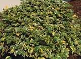 Elaeagnus "ebbingei viveleg" dans le catalogue Delbard