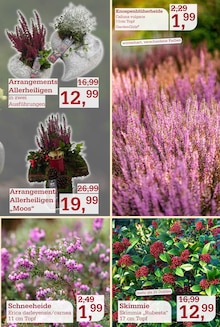 Pflanzen im aktuellen Garten-Center Nordharz GmbH & Co. KG Prospekt (Braunschweig) Pflanzen im Garten-Center Nordharz GmbH & Co. KG Prospekt "MEINE LIEBLINGSFARBE IST OKTOBER" mit 14 Seiten (Braunschweig)