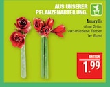 Amaryllis Angebote bei Marktkauf Schwabach für 1,99 €