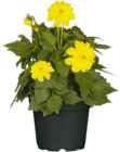 Hagebaumarkt Rellingen - Dahlie Angebot im Prospekt Dahlie bei Hagebaumarkt im Rellingen Prospekt für 2,99 €