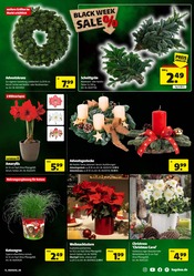 Aktueller Hagebaumarkt Prospekt mit Stauden, "BLACK WEEK SALE", Seite 19