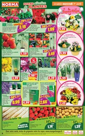 Géranium en promo dans le catalogue Norma à la page 6