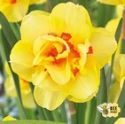 Tulpe Combi Wild Wonders Angebote von FloraSelf bei Hornbach Göppingen für 3,99 €