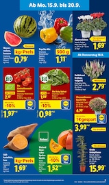 Gemüse im Lidl Prospekt in Erkrath Aktueller Lidl Prospekt mit Gemüse, "LIDL LOHNT SICH", Seite 3