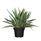 Yucca gloriosa oder Dracaena Indivisa bei OBI im Fulda Prospekt für 34,99 €