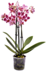 Aktuelle Zimmerpflanzen Angebote bei Kaufland in Mannheim Aktuelles Orchidee Angebot bei Kaufland in Mannheim ab 8,88 €