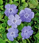 Bodendecker  im aktuellen Hagebaumarkt Prospekt für 1,29 €