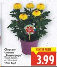 Chrysanthemen Flowerpops für 3,99 € bei E center im Angebot Chrysanthemen Flowerpops im aktuellen E center Prospekt