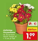 Chrysantheme bei Netto Marken-Discount im Prospekt "" für 1,99 €