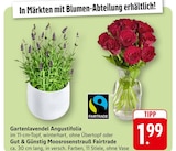 EDEKA Edenkoben - Gartenlavendel Angustifolia Angebot im Prospekt Gartenlavendel Angustifolia bei EDEKA im Edenkoben Prospekt für 1,99 €