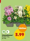 Chrysanthemen bei Penny im Altenmünster Prospekt für 3,99 €