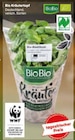 Aktuelles Bio Kräutertopf Angebot bei Netto Marken-Discount in München