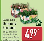 Aktuelles Geranien Angebot bei ALDI Nord in Dresden ab 4,99 €