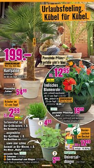 Palme im Hornbach Prospekt "Andere feiern Tore, du dein Projekt" mit 30 Seiten (Leipzig)