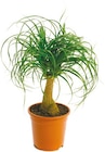Netto mit dem Scottie Joachimsthal - Elefantenfuß „Beaucarnea“ Angebot im Prospekt Elefantenfuß „Beaucarnea“ bei Netto mit dem Scottie im Joachimsthal Prospekt für 10,99 €