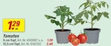 Tomaten 9-cm-Topf von  im aktuellen toom Baumarkt Prospekt für 1,29 €
