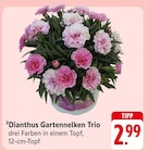 Dianthus Gartennelken Trio bei EDEKA im Kelsterbach Prospekt für 2,99 €