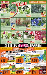 Phalaenopsis Angebot im aktuellen Norma Prospekt auf Seite 14