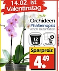 Orchideen Phalaenopsis bei Wreesmann im Thalwinkel Prospekt für 4,49 €