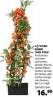 FEUER-DORN 'RED STAR' von  im aktuellen Dehner Garten-Center Prospekt für 16,99 €