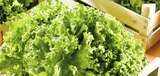 Salade batavia blonde à 1,80 € dans le catalogue Casino Supermarchés