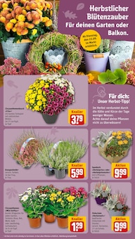 Pflanzen im REWE Prospekt "Dein Markt" mit 32 Seiten (Potsdam)