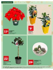 Cactus Angebote im Prospekt "Réveillons Noël : Un max de promo sur nos plus beaux cadeaux" von Auchan Hypermarché auf Seite 14