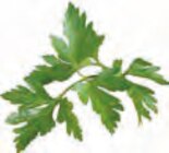 Spargel Cremesuppe Angebote von Maggi bei EDEKA Stade für 0,69 €