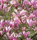 Magnolie bei Hornbach im Gütersloh Prospekt für 17,95 €