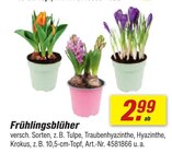 Frühlingsblüher bei toom Baumarkt im Planegg Prospekt für 2,99 €