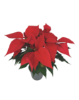 Poinsettia en pot Ø 14 cm à 6,90 € dans le catalogue Castorama