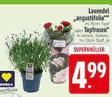 Lavendel angustifolia Angebote von Edeka bei EDEKA Ingolstadt für 4,99 €
