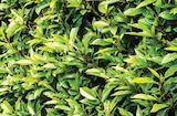 Kirschlorbeer Novita von  im aktuellen Dehner Garten-Center Prospekt für 9,99 €