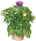 Netto mit dem Scottie - Sommeraster Angebot im Prospekt Sommeraster bei Netto mit dem Scottie im Prospekt "" für 1,99 €