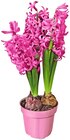 Aktuelles Hyazinthe Angebot bei Penny in Chemnitz ab 1,99 €